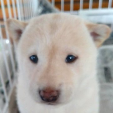 柴犬(標準サイズ)【秋田県・女の子・2024年2月19日・白】の写真「オオカミ顔で野性味のあるカッコイイ柴犬です」